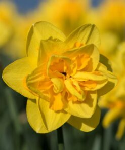 daffodiles queens day