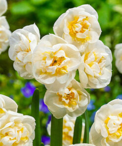 Daffodils Bridal Crown