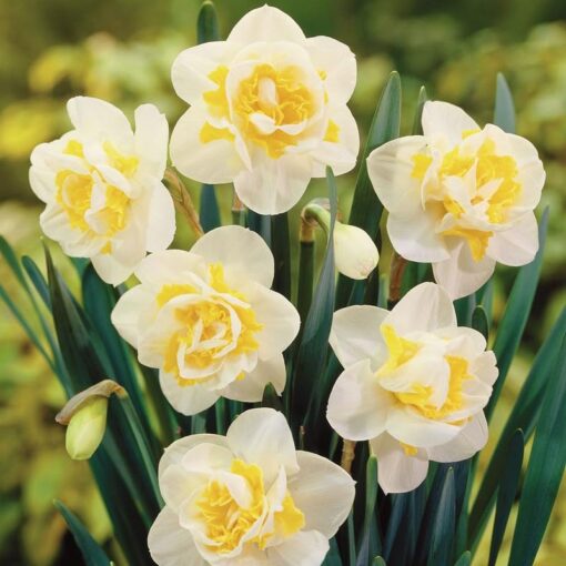 daffodils white lion