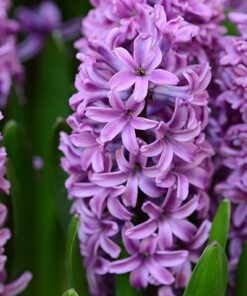 Hyacinth Purple Star