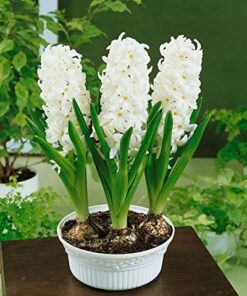 Hyacinth White Pearl