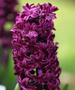 Hyacinth Woodstock