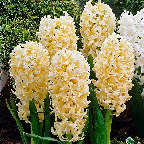 Hyacinth Bulbs Yellow fresh imported buy at