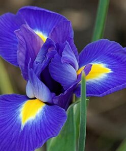 Iris Blue Magic