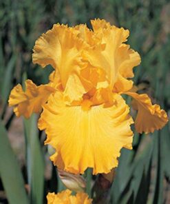 Iris Strong Gold