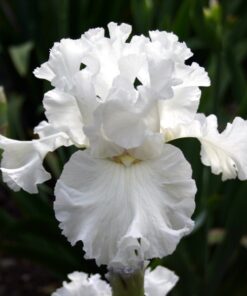Iris White