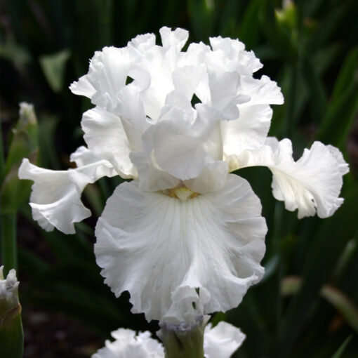 Iris White