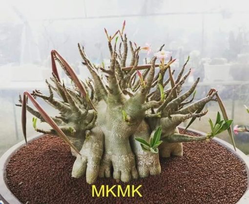 Adenium MKMK X golden Bangle