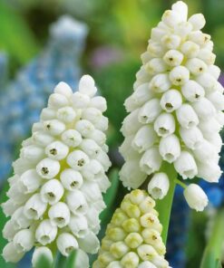 Muscari bulbs