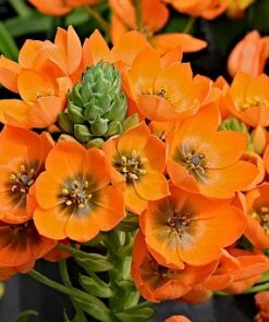 Ornithogalum bulbs Orange