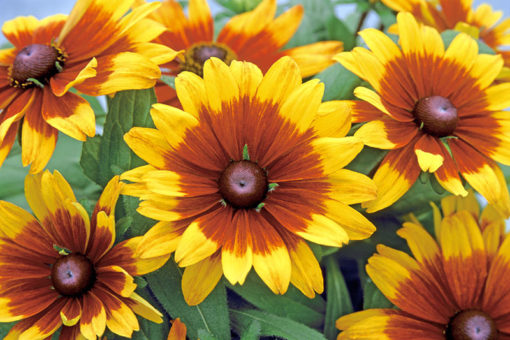 Rudbeckia becky Cinnamon