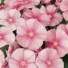 vinca pacifica icy pink