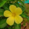 yellow buttercup