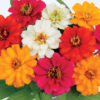 Zinnia profusion Double