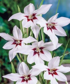 Fragrant Gladiolus