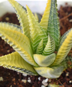 Alternative view of Haworthia limifolia Hybrid variegata Succulent live plant