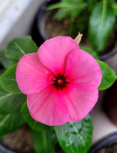 Vinca Tattoo Raspberry F1 Hybrid Seeds Pack of 10 seeds Imported photo review