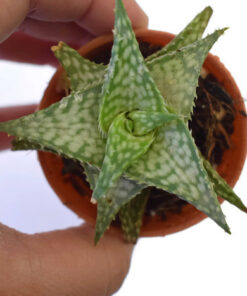 Alternative view of Aloe Tarrington Hybrid live succulent