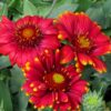 Gaillardia Arizona Red shades