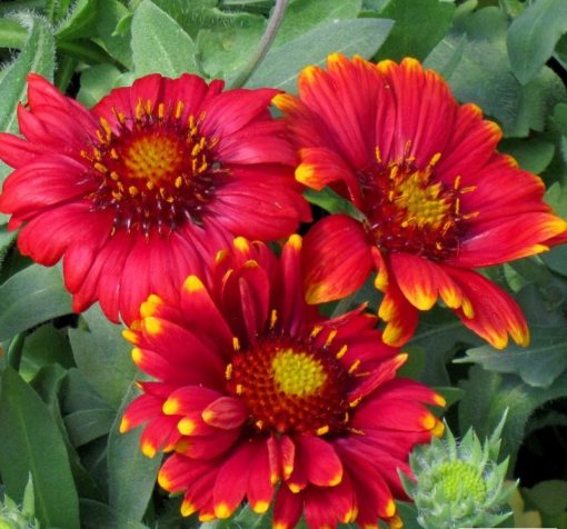 Gaillardia Arizona Red shades