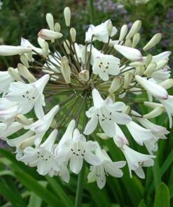 Agapanthus Bulb