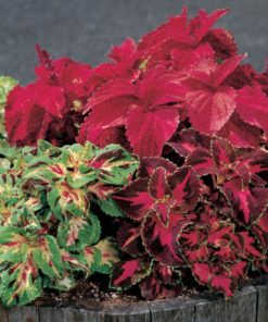 Coleus Superfine Rainbow