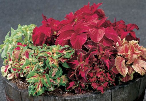 Coleus Superfine Rainbow