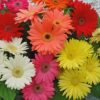 gerbera mega revolution