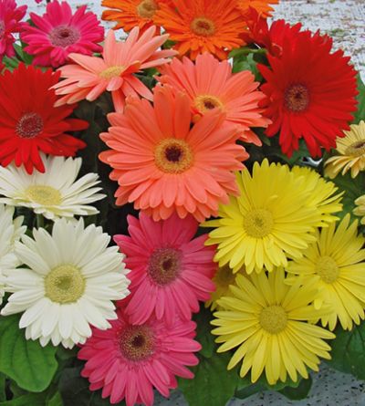 gerbera mega revolution