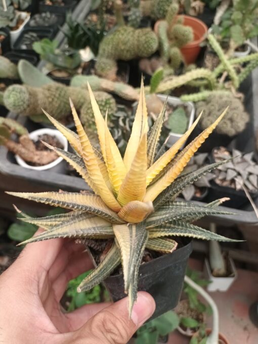 haworthia varitgated