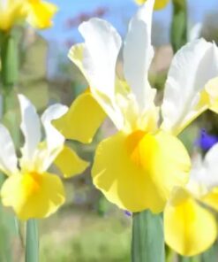 iris apollo