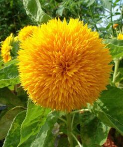 Sunflower Dwarf double