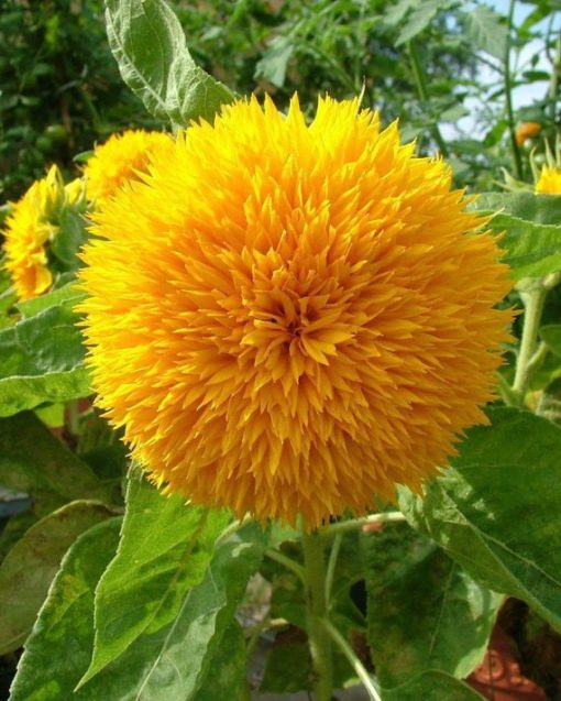 Sunflower Dwarf double