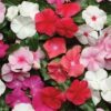 Vinca Pacifica mix