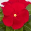 Vinca SunJewels Red with Eye