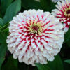 zinnia swizzle cherry and ivory