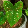 Caladium Bulb Tricolor