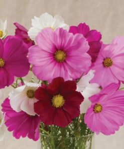 cosmos sensation