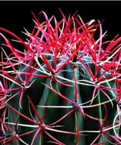 ferocactus gracilis