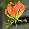 Gloriosa Orange Glory