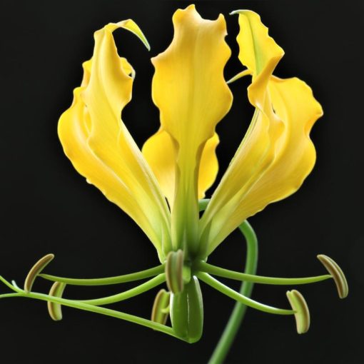Gloriosa Yellow Bulbs