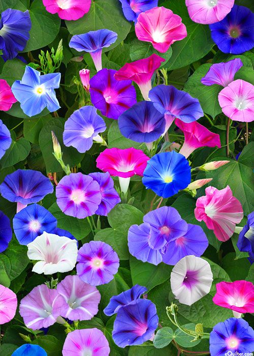Image of Summer Glory Plant with Mixed Colors