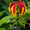 Gloriosa Bulbs
