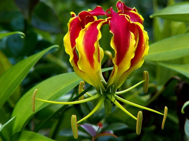 gloriosa-superba-bulbs-buy-at-www-seedsnpots