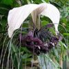 Tacca Cristata