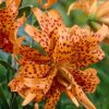 Tiger lily bulb