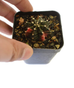 gymnocalycium mihanovichii variegata