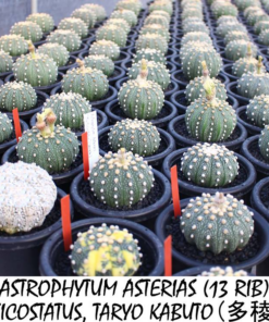 Astrophytum Taryo Kabuto
