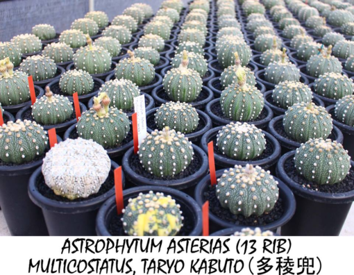 Astrophytum Taryo Kabuto