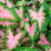 Caladium Kathleen